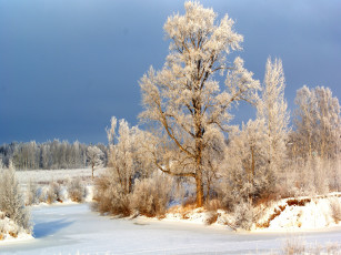 Картинка природа зима лес сосна снег