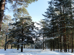 Картинка природа зима снег лес тропинка