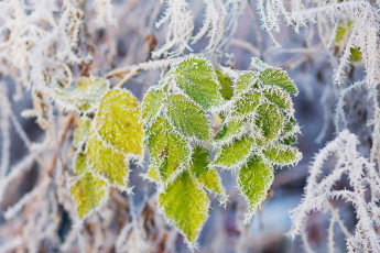 Картинка природа макро зима листья иней