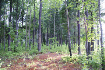 Картинка природа нижневартовска лес деревья нижневартовск
