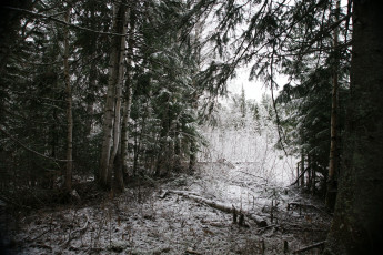Картинка природа нижневартовска лес нижневартовск зима снег деревья