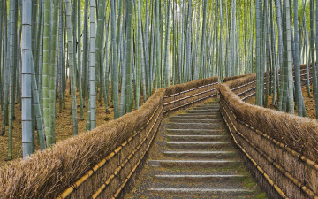 обоя бамбуковый, лес, природа, дороги, бамбук, ступени, ограда