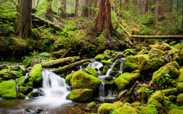 Картинка природа реки озера чаща деревья мох камни ручей река лес