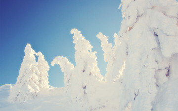 Картинка природа зима заснеженные деревья ель склон снег