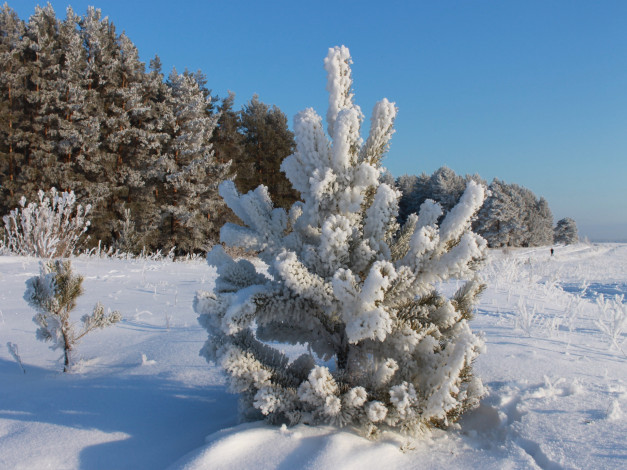 Обои картинки фото природа, зима, лес, поле, снег, сосна