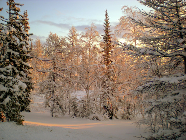 Обои картинки фото природа, зима, снег, лес