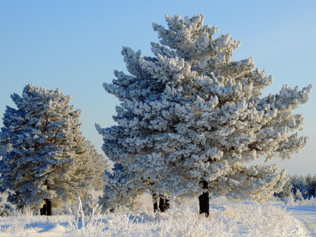 Обои картинки фото природа, зима, снег, лес, поле, сосны
