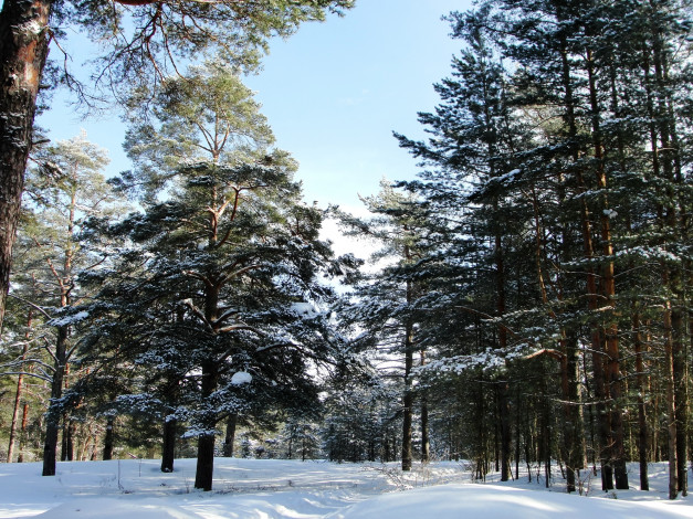Обои картинки фото природа, зима, снег, лес, тропинка