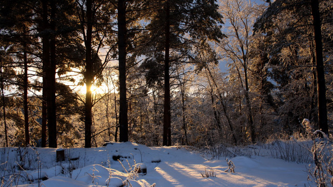 Обои картинки фото природа, зима, снег, лес, свет