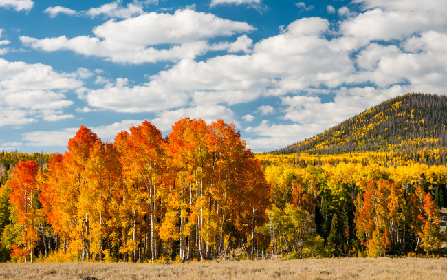 Обои картинки фото природа, деревья, осень, лес, листья, желтые, холм