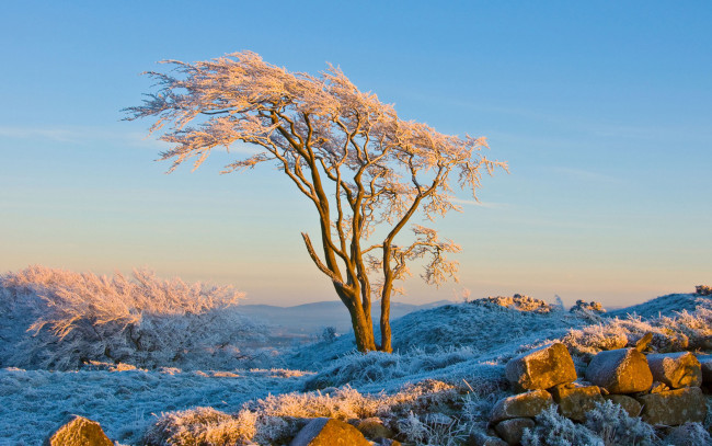 Обои картинки фото природа, зима, снег, камни, дерево