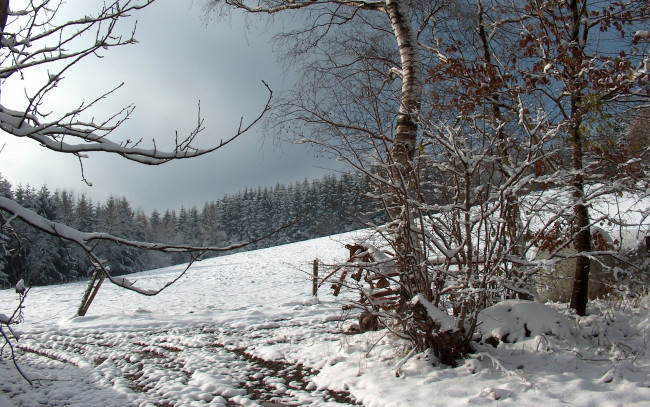 Обои картинки фото природа, зима, снег, лес, поле, березы