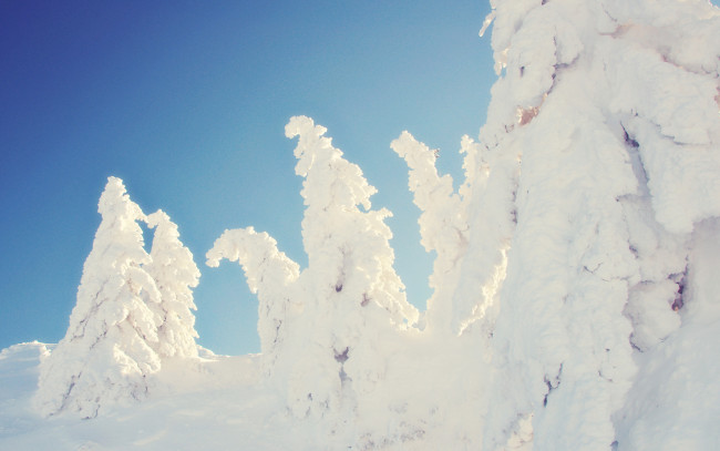 Обои картинки фото природа, зима, заснеженные, деревья, ель, склон, снег