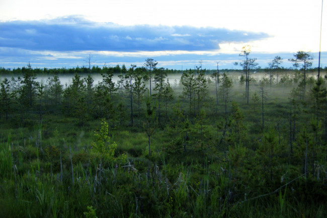 Обои картинки фото природа, нижневартовска, деревья, отражение, небо, болото, туман, нижневартовск