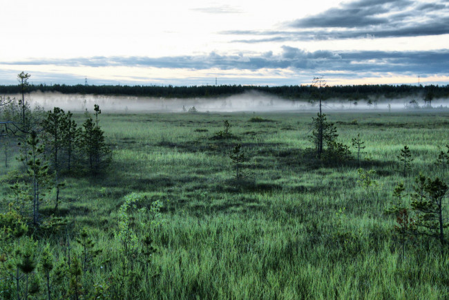 Обои картинки фото природа, нижневартовска, другое, туман, болото, деревья, трава, нижневартовск