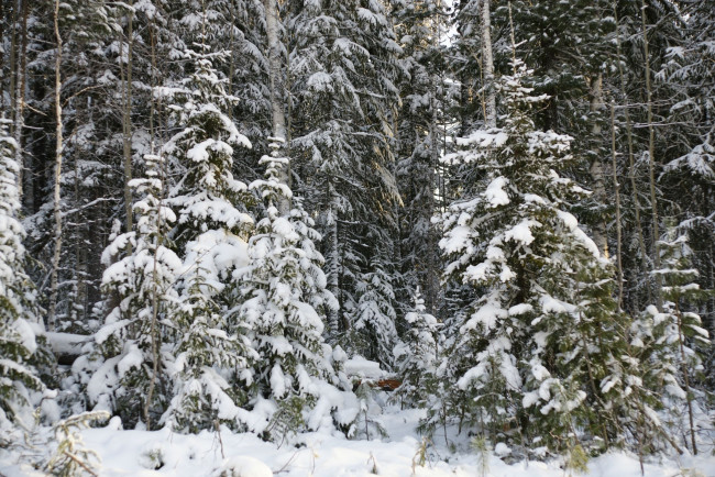 Обои картинки фото природа, нижневартовска, зима, деревья, нижневартовск, снег, лес