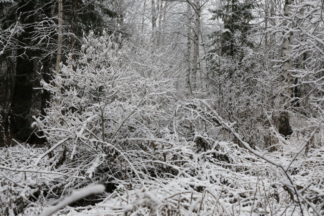 Обои картинки фото природа, нижневартовска, зима, нижневартовск, снег, бурелом, лес