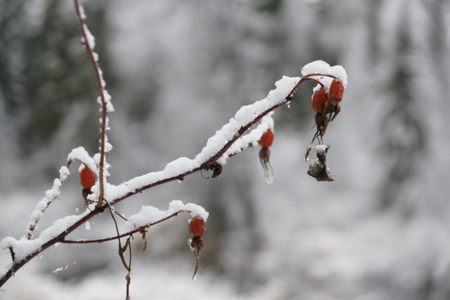 Обои картинки фото природа, нижневартовска, зима, снег, лес, ягоды, нижневартовск
