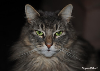 Картинка животные коты портрет усы мордочка кошка