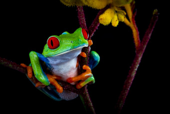 Картинка животные лягушки контраст цвет лягушка