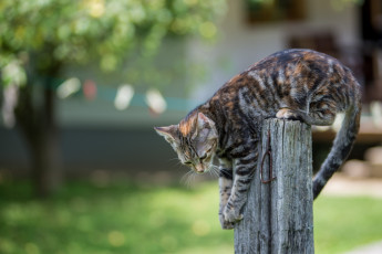 Картинка животные коты лапы забор котенок хвост