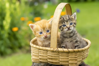Картинка животные коты корзина котята фон цветы пара лужайка