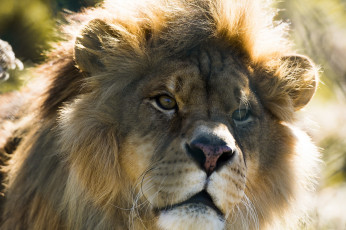 Картинка животные львы грива морда кошка