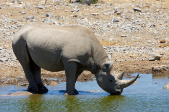 Картинка животные носороги носорог водопой