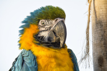 Картинка животные попугаи попугай оперение клюв