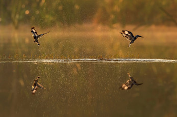 Картинка животные птицы брызги отражение