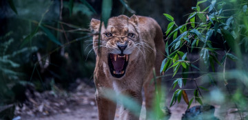Картинка животные львы рык агрессия морда львица дикая кошка угроза злость ярость клыки пасть оскал