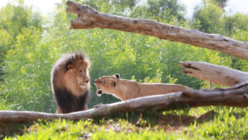Картинка животные львы ссора львица рык морда грива кошки пара семья лев