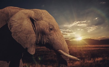 Картинка животные слоны слон голова