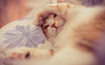 Картинка животные коты соня спит лапки кошка