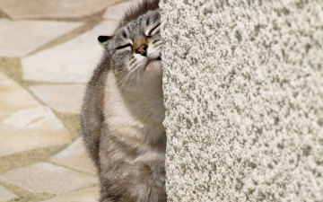 Картинка животные коты стена хвост шерсть окрас животное кот