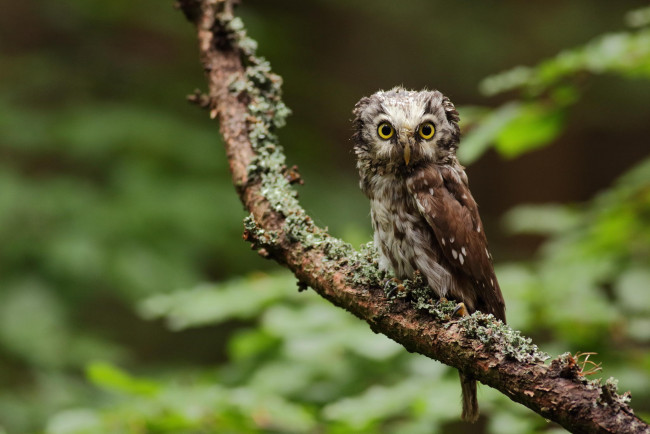 Обои картинки фото животные, совы, owl, bird, сова, сыч, взгляд, ветка, дерево, зелень, лес, природа