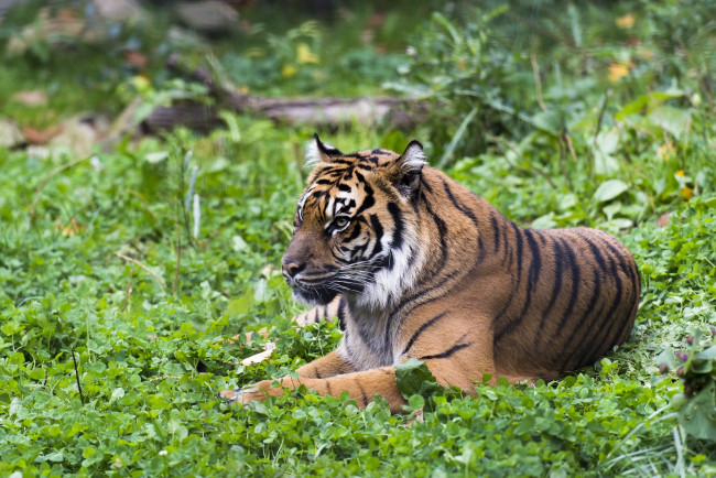 Обои картинки фото животные, тигры, зелень, отдых, лежит, кошка