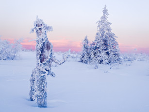 Картинка природа зима снег ели поле