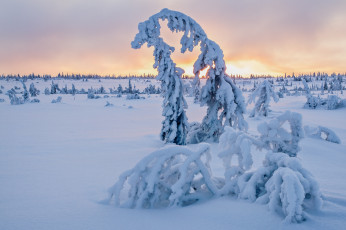 Картинка природа зима поле ели снег