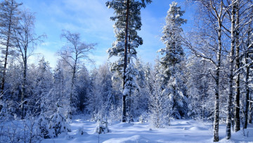Картинка природа зима небо деревья снег