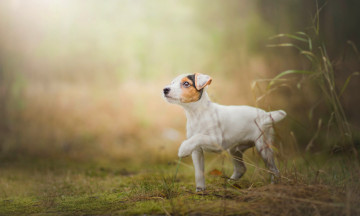 Картинка животные собаки трава щенок собака