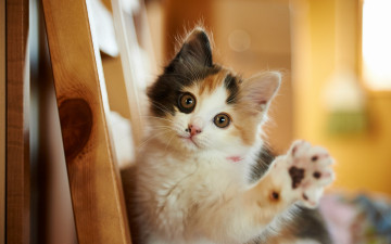 Картинка животные коты лапка взгляд мордочка котёнок