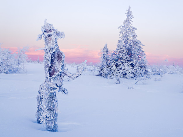 Обои картинки фото природа, зима, снег, ели, поле
