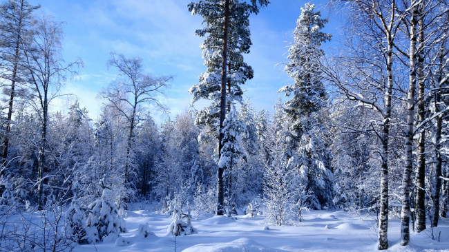 Обои картинки фото природа, зима, небо, деревья, снег
