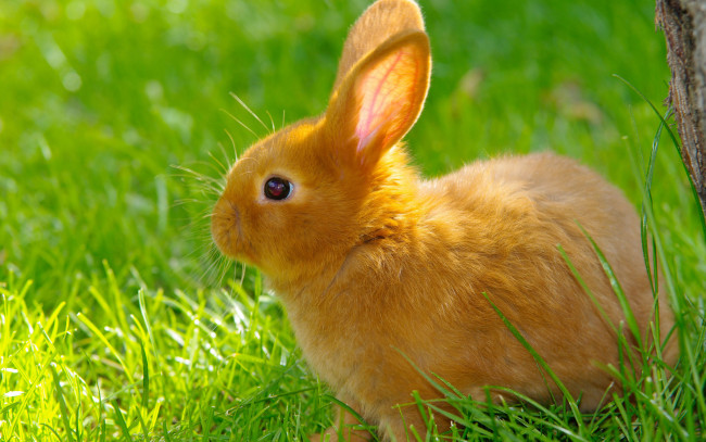 Обои картинки фото животные, кролики,  зайцы, трава, лужайка, рыжий, кролик