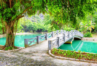 Картинка природа парк водоем мостик пальмы