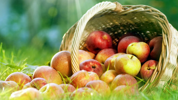Картинка еда Яблоки много плоды урожай корзинка