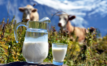 Картинка еда масло +молочные+продукты молоко стакан кувшин