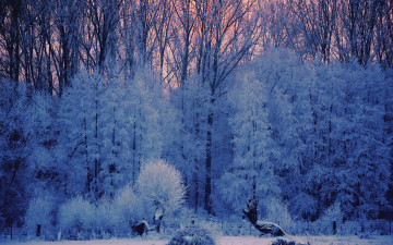 Картинка природа зима иней снег деревья