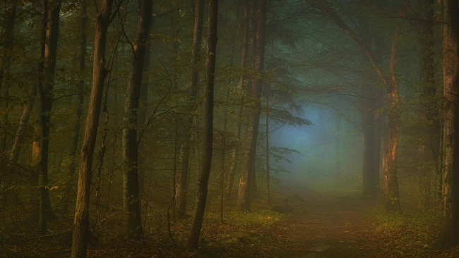 Обои картинки фото природа, дороги, лес, дорога, туман